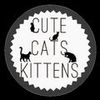 Cute Cats Kittens