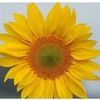 Sunflowers Belle