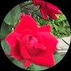 I love roses Roses
