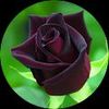 Purple Rose