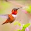 Red Tahca Hummingbird